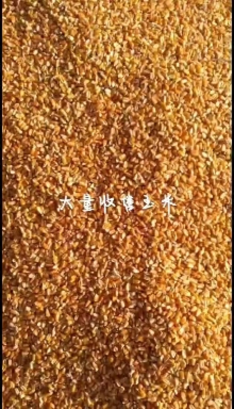 大量出售新玉米