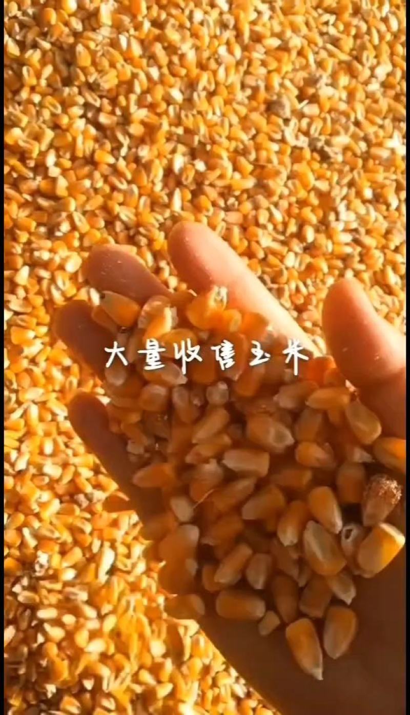 大量出售新玉米