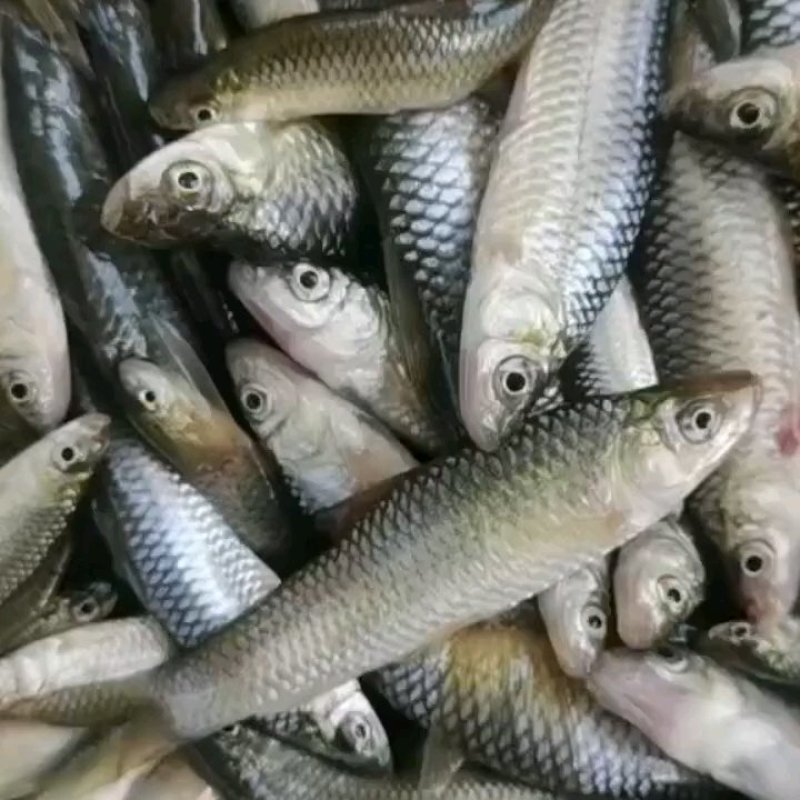河鱼，麦穗鱼，麻鱼，鱤鱼，原产地直销，一手货源