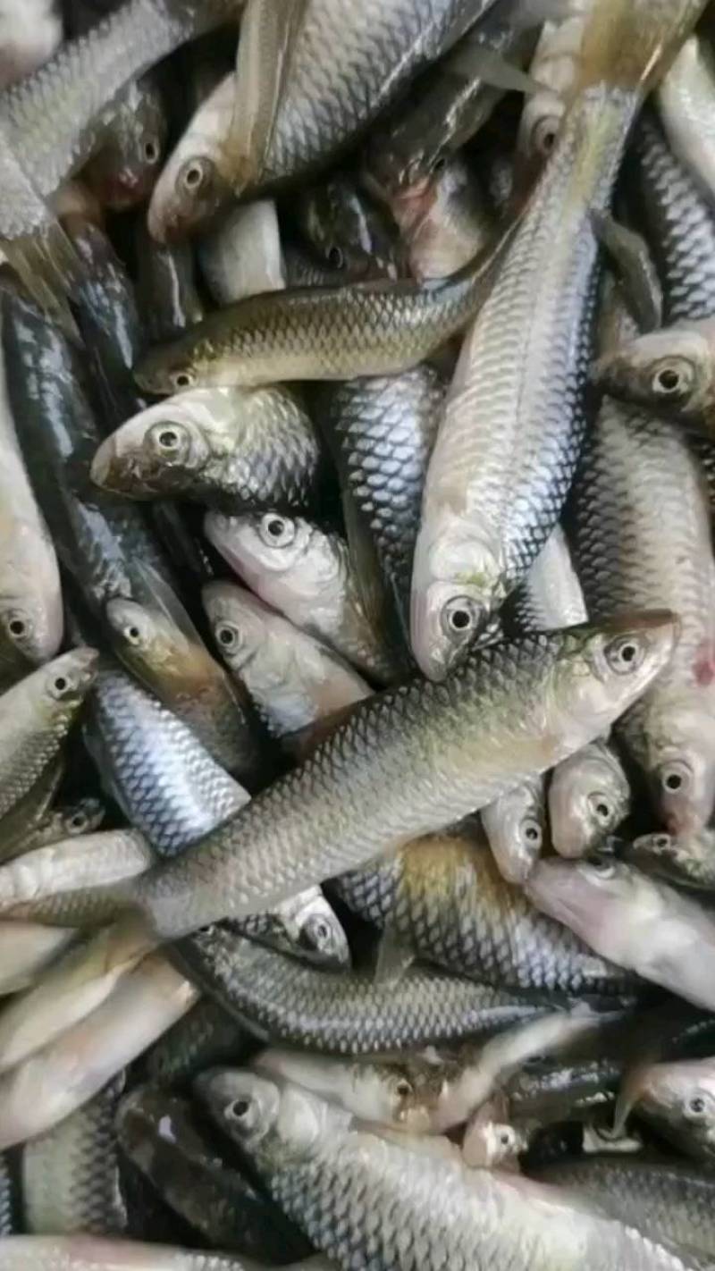 河鱼，麦穗鱼，麻鱼，鱤鱼，原产地直销，一手货源