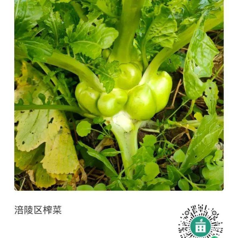 涪陵区榨菜