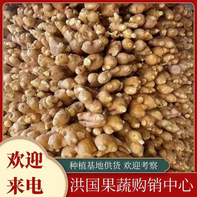 优质大黄姜小黄姜泥姜水洗姜各种姜，价格优惠保质保量