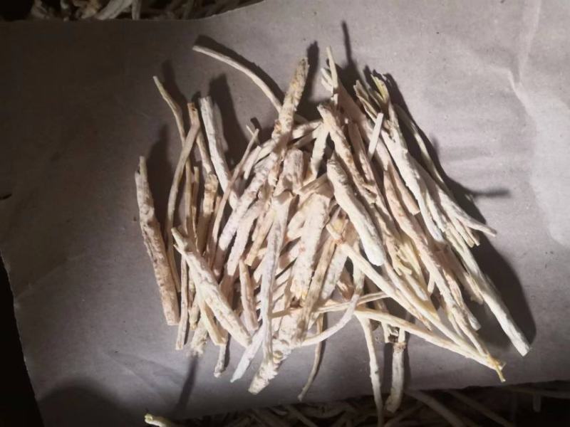 北沙参人工栽培统条干