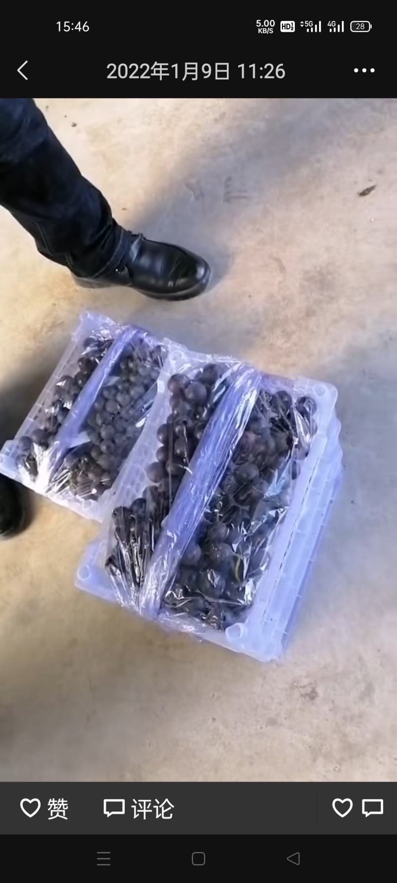 5斤白盒巨峰葡萄箱满颗粒大，果根绿质量好口感甘甜。
