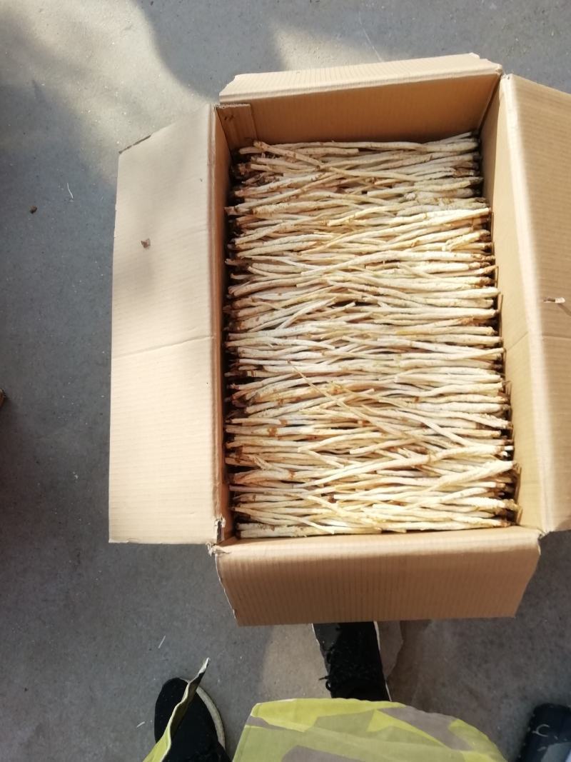 北沙参人工栽培统条干