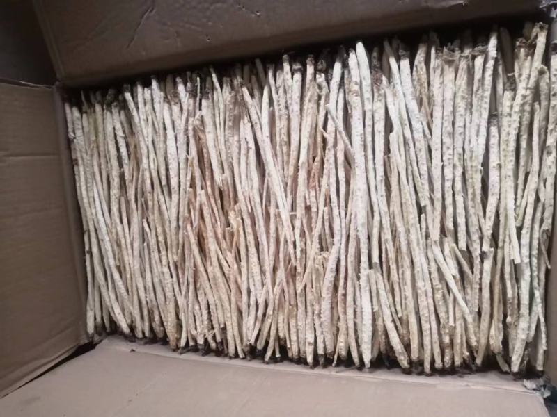 北沙参人工栽培统条干