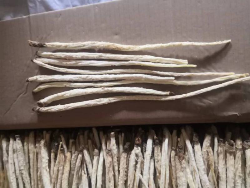 北沙参人工栽培统条干