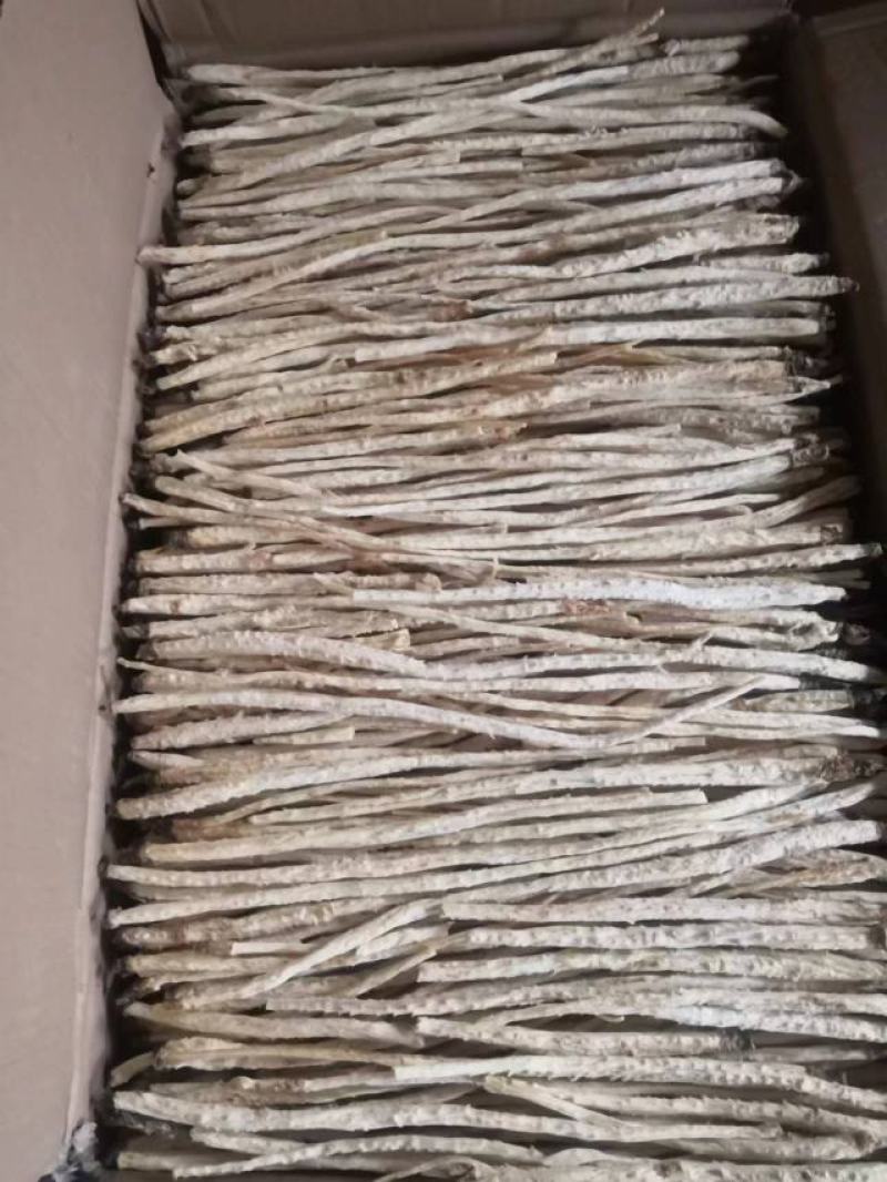 北沙参人工栽培统条干