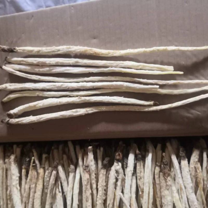 北沙参人工栽培统条干