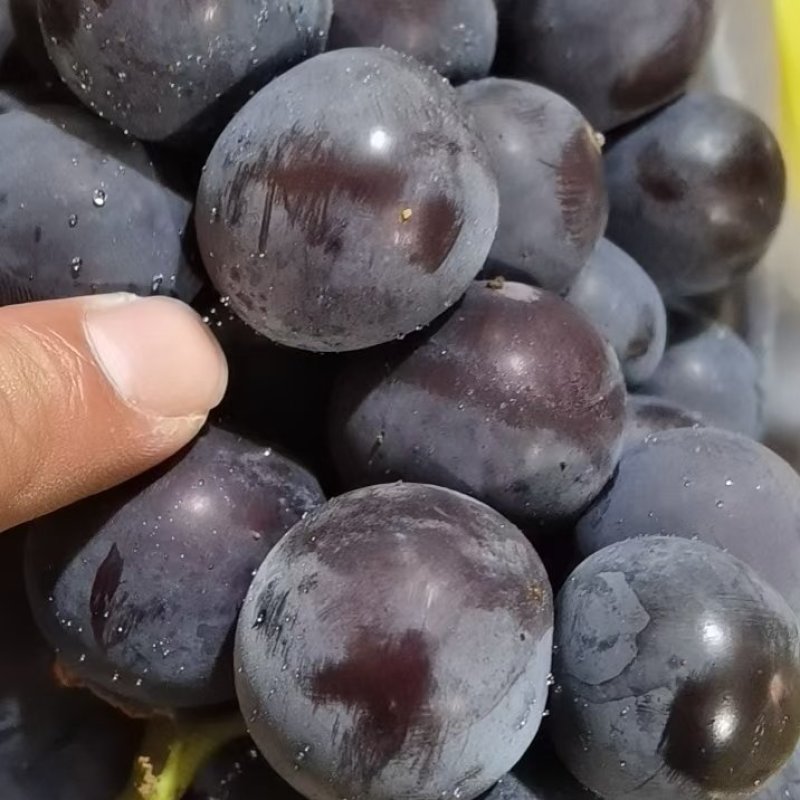15斤黄箱葡萄不掉粒颗粒大套袋果口感甘甜质量好。