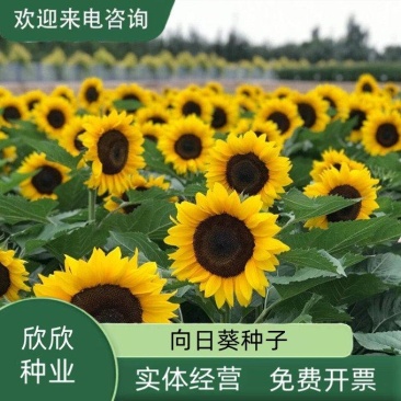 向日葵种子观赏食用太阳花葵花籽四季易活阳台盆栽庭院花海
