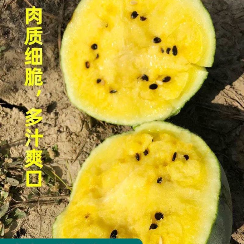 小兰小凤花皮黄瓤嫁接西瓜苗早春早熟精品礼品西瓜苗