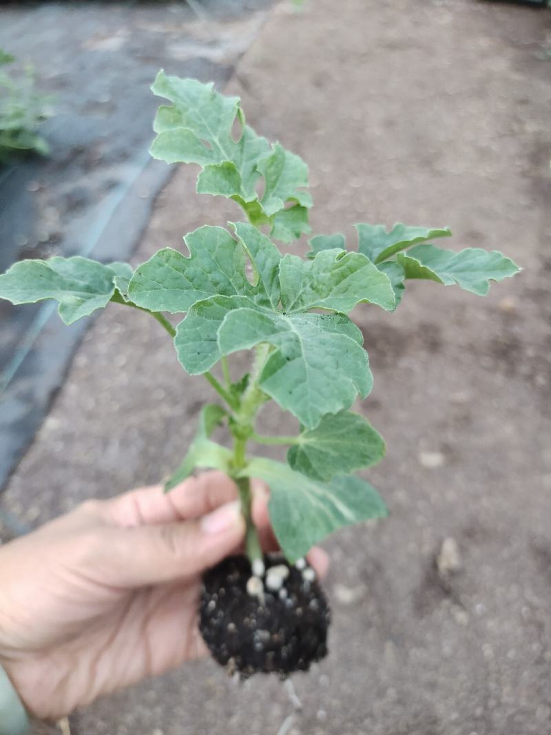 小兰小凤花皮黄瓤嫁接西瓜苗早春早熟精品礼品西瓜苗