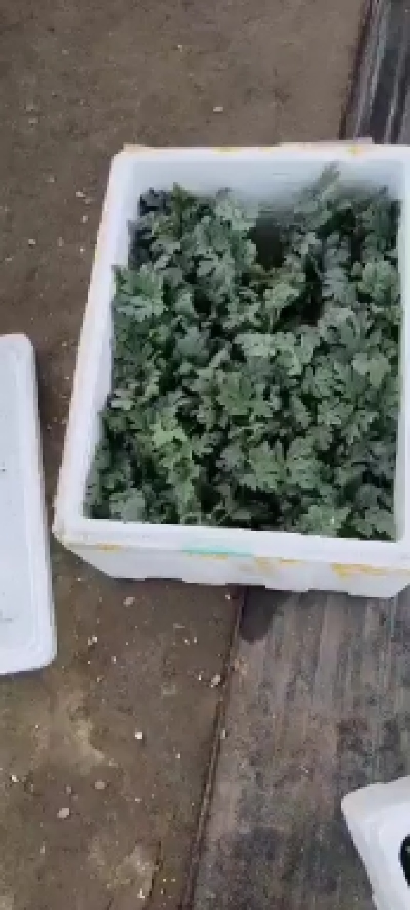 小兰小凤花皮黄瓤嫁接西瓜苗早春早熟精品礼品西瓜苗