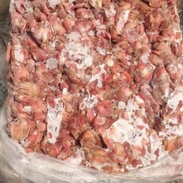 817板冻去肚鸡胗大量有货，