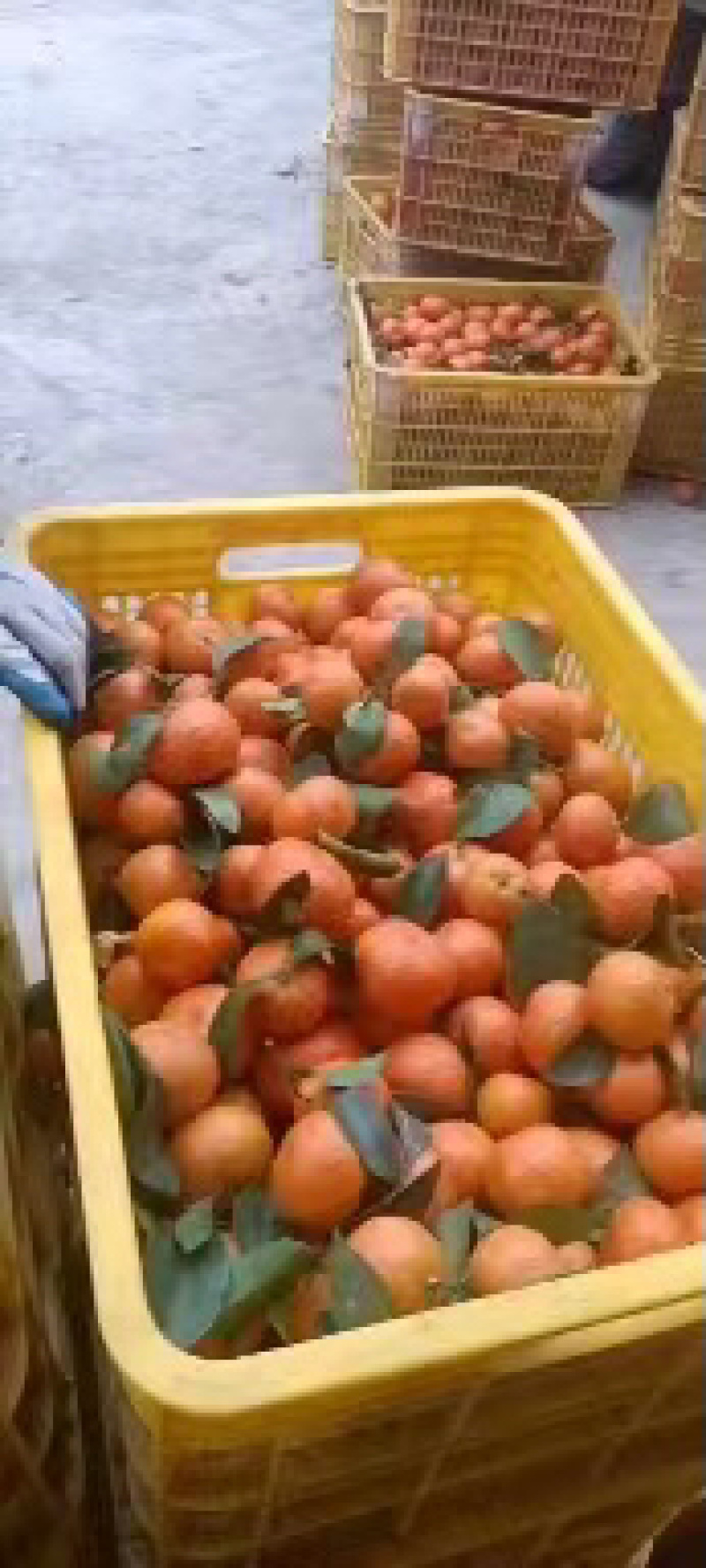 广西砂糖橘产地直发品质保证欢迎咨询合作