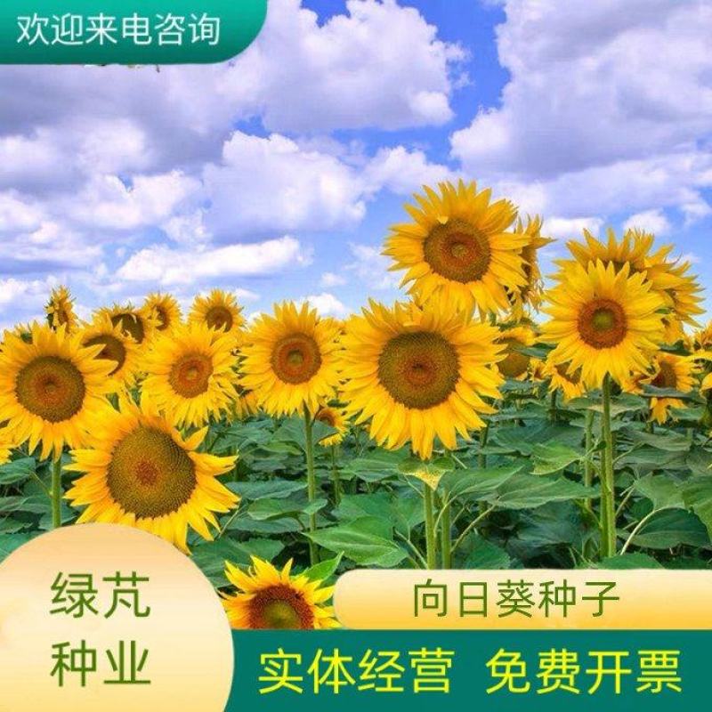 向日葵种子食用油葵花种籽子阳台庭院切花盆栽景观花海花种籽