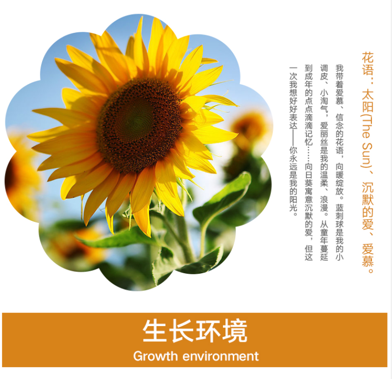 向日葵种子食用油葵花种籽子阳台庭院切花盆栽景观花海花种籽