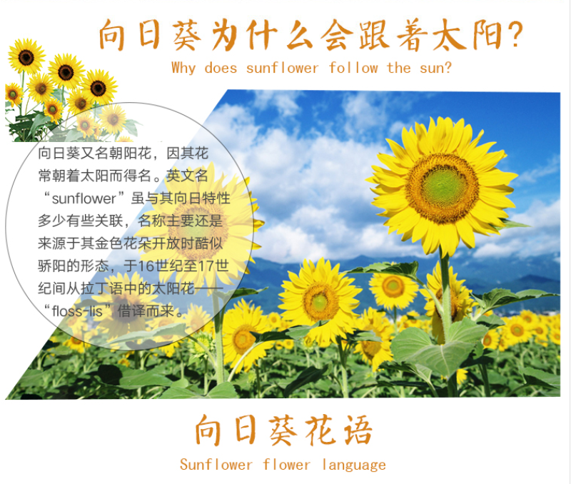 向日葵种子食用油葵花种籽子阳台庭院切花盆栽景观花海花种籽