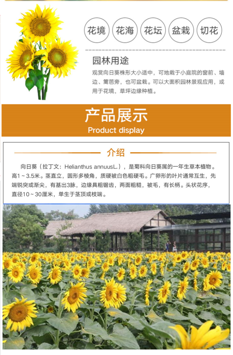 向日葵种子食用油葵花种籽子阳台庭院切花盆栽景观花海花种籽