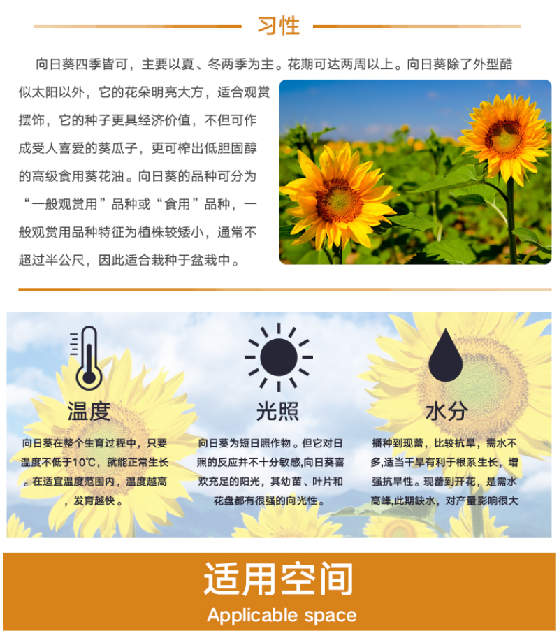 向日葵种子食用油葵花种籽子阳台庭院切花盆栽景观花海花种籽