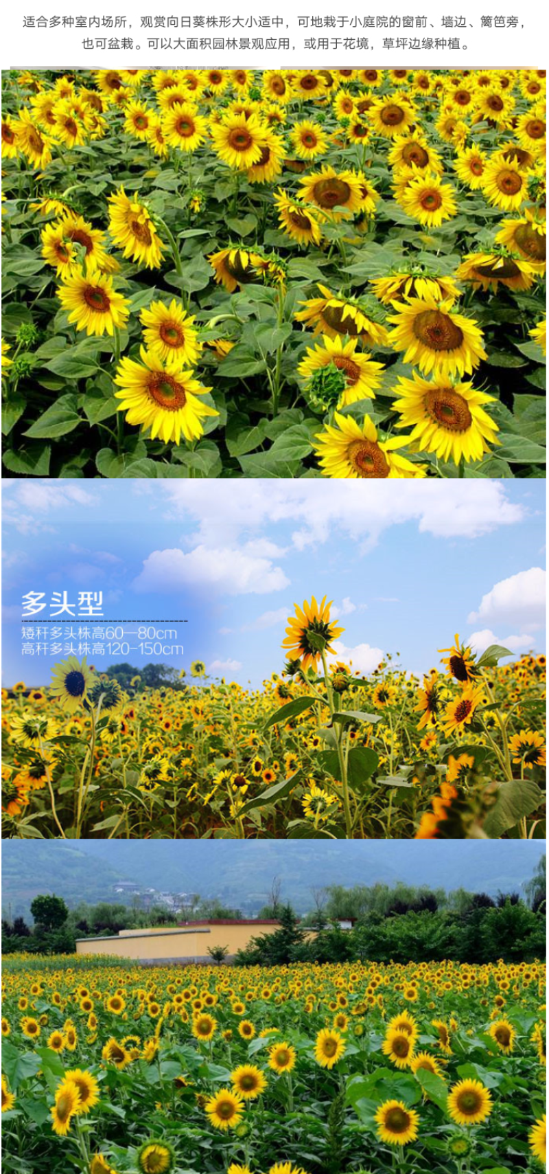 向日葵种子食用油葵花种籽子阳台庭院切花盆栽景观花海花种籽
