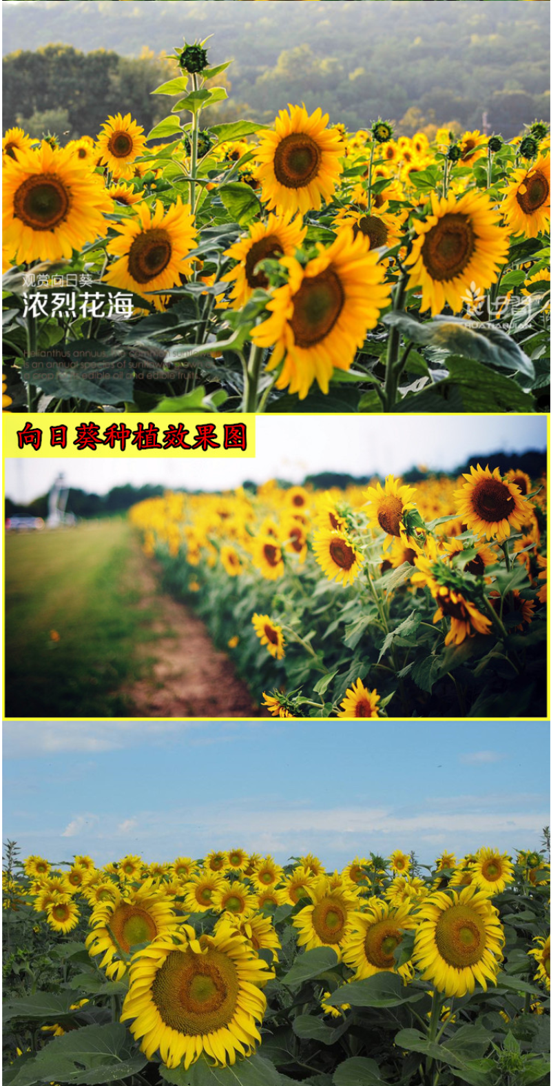 向日葵种子食用油葵花种籽子阳台庭院切花盆栽景观花海花种籽