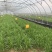 上海嘉定租菜地，租房子，蔬菜基地部分大棚出租，另有农用房出