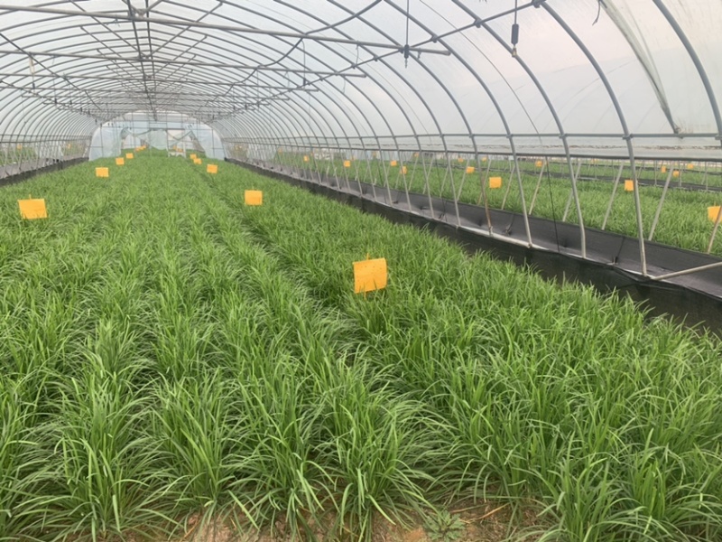 上海嘉定租菜地，租房子，蔬菜基地部分大棚出租，另有农用房出