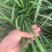 上海嘉定租菜地，租房子，蔬菜基地部分大棚出租，另有农用房出