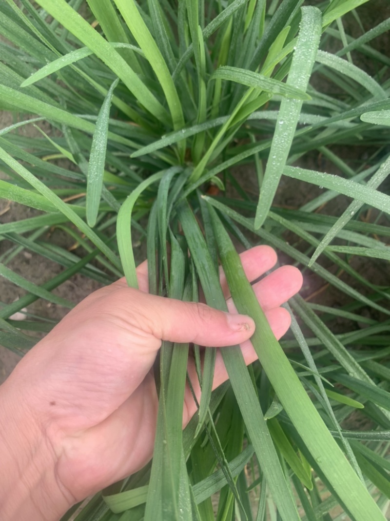 上海嘉定租菜地，租房子，蔬菜基地部分大棚出租，另有农用房出