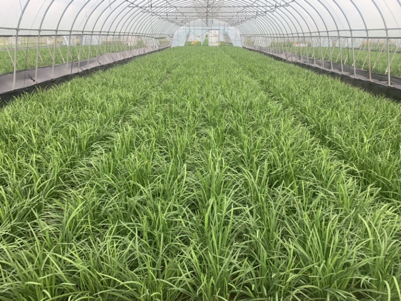 上海嘉定租菜地，租房子，蔬菜基地部分大棚出租，另有农用房出