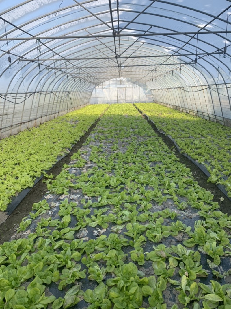 上海嘉定租菜地，租房子，蔬菜基地部分大棚出租，另有农用房出