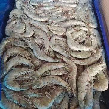 原装进口散装大板虾带箱25.5-26斤一箱全规格