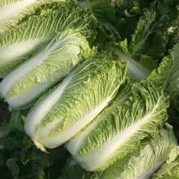 【精品】黄心白菜，一手货源产地直发量大从优
