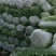 【精品】黄心白菜，一手货源产地直发量大从优