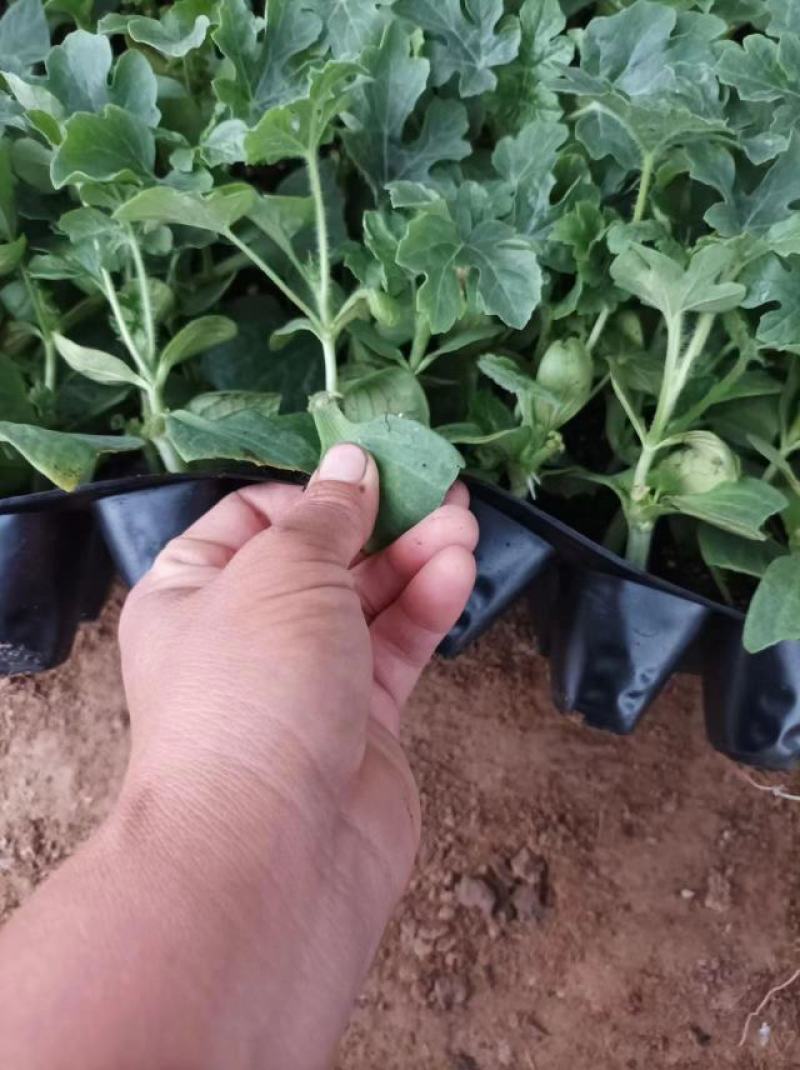 河南农业公司旗下育苗基地直供高产嫁接西瓜苗，大量有货！