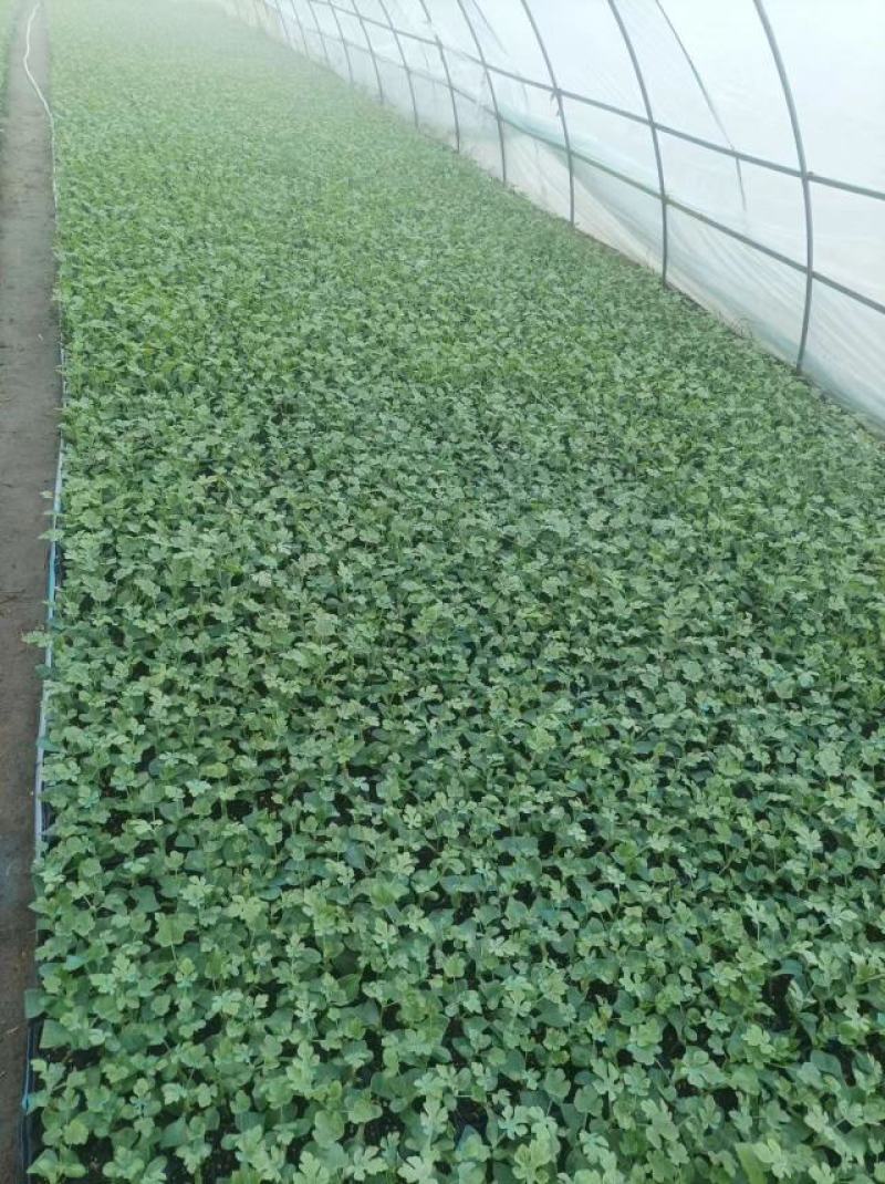 河南农业公司旗下育苗基地直供高产嫁接西瓜苗，大量有货！
