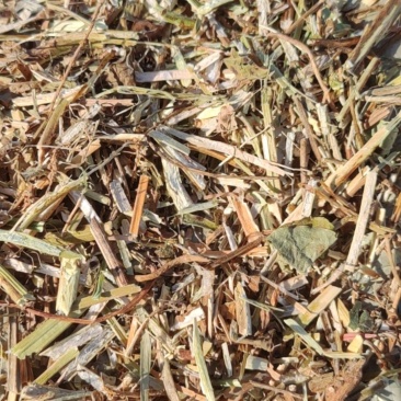 出售无土无膜，优质花生秧草料，粗细都有适合牛羊鸡鸭鹅喂养