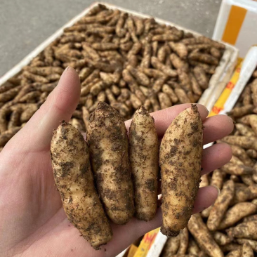 正宗乌红杂交天麻零代高山零代天麻种子