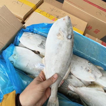 马面鱼剥皮鱼耗儿鱼马来西亚马面鱼原条马面鱼
