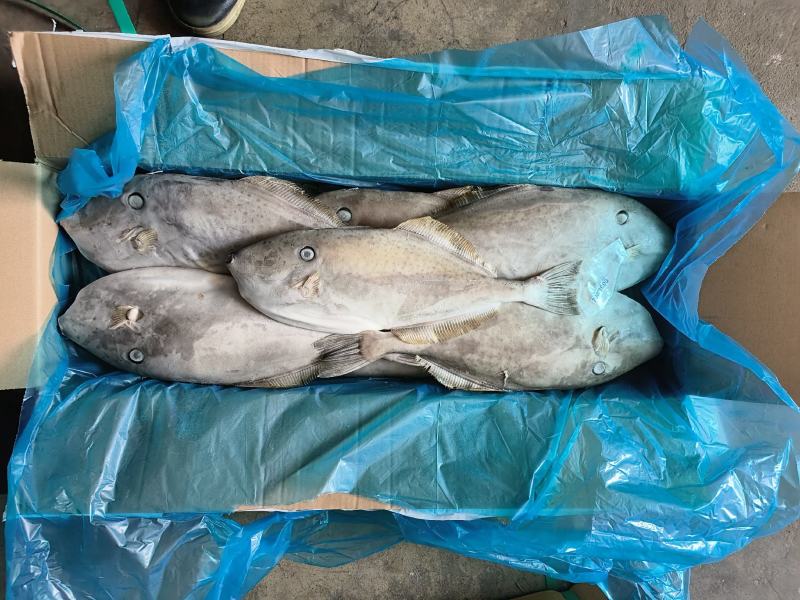 马面鱼剥皮鱼耗儿鱼马来西亚马面鱼原条马面鱼