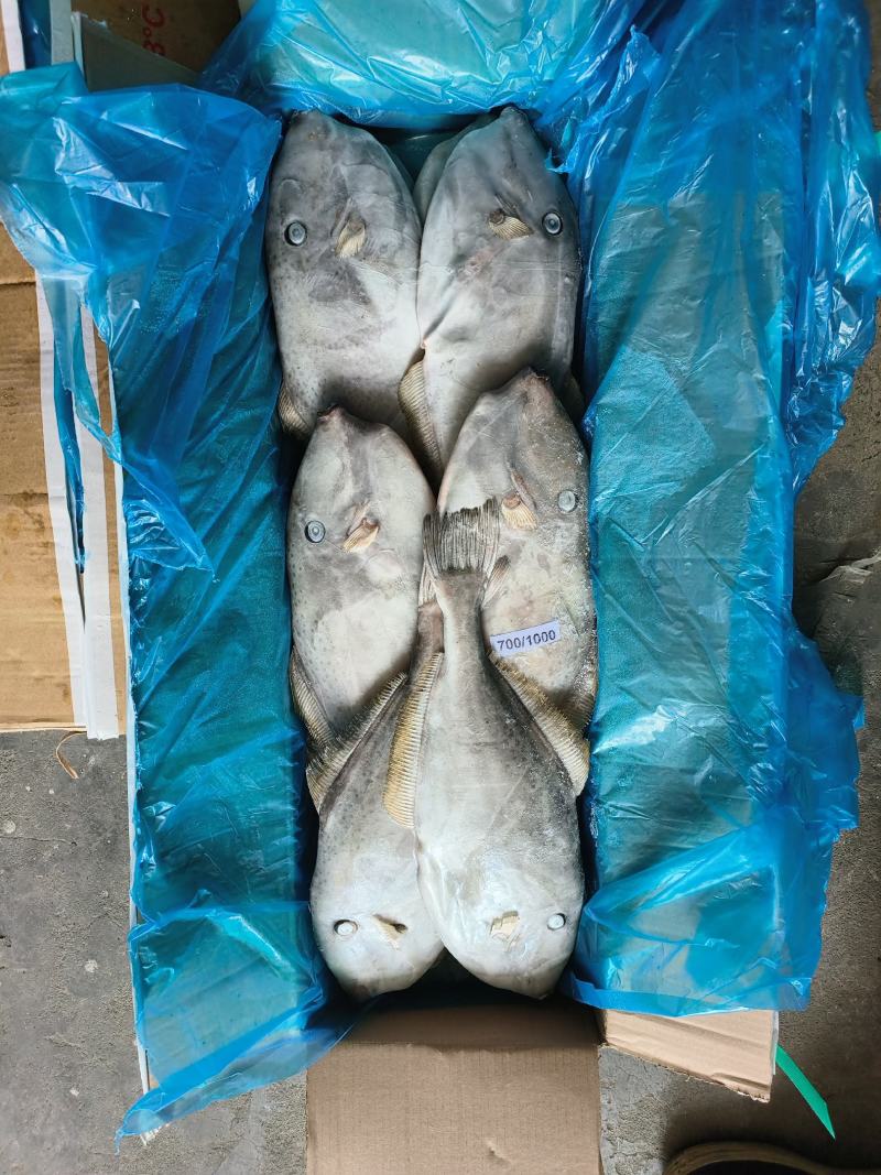 马面鱼剥皮鱼耗儿鱼马来西亚马面鱼原条马面鱼