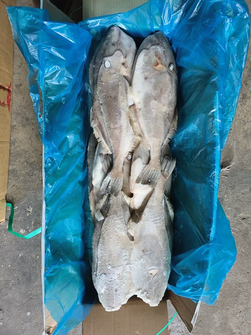 马面鱼剥皮鱼耗儿鱼马来西亚马面鱼原条马面鱼