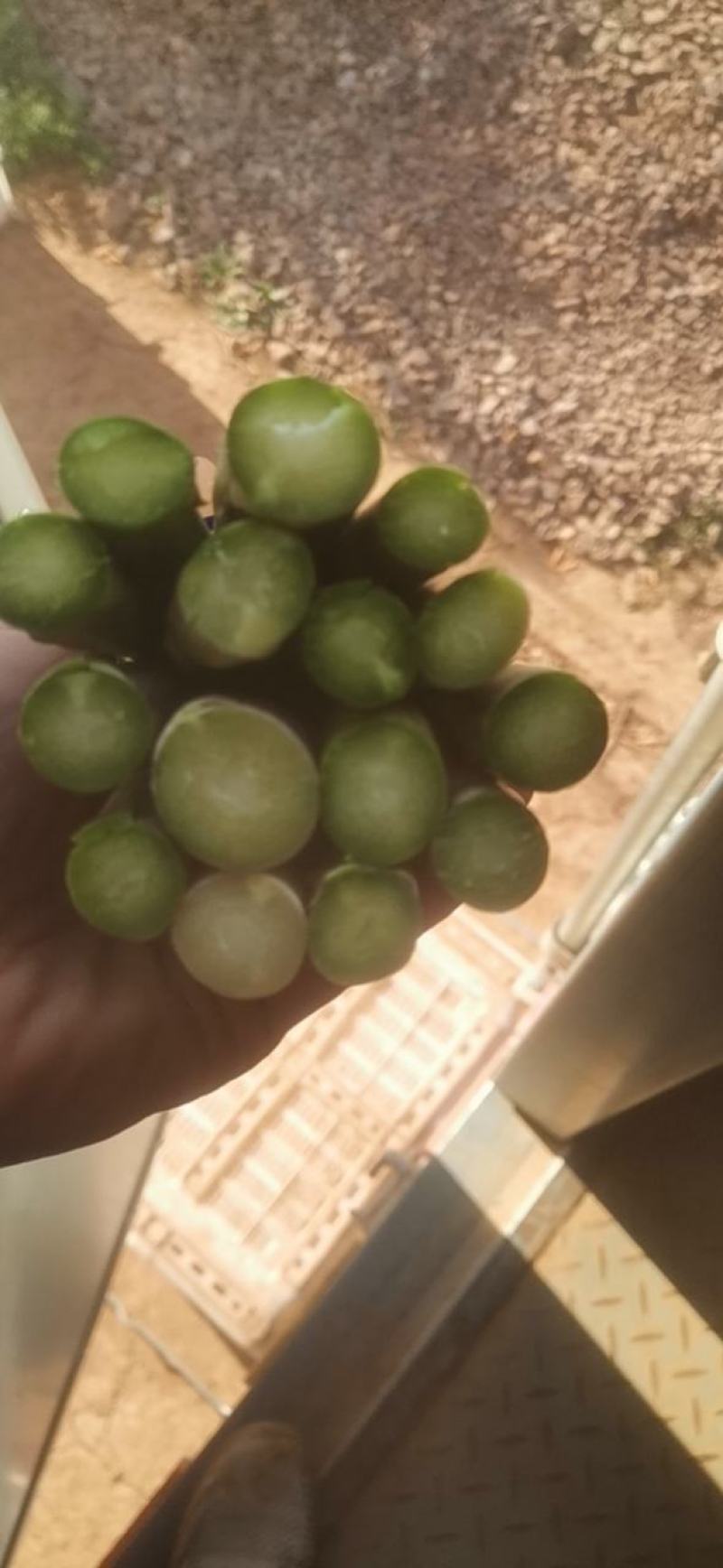 云南省楚雄市农悦绿芦笋