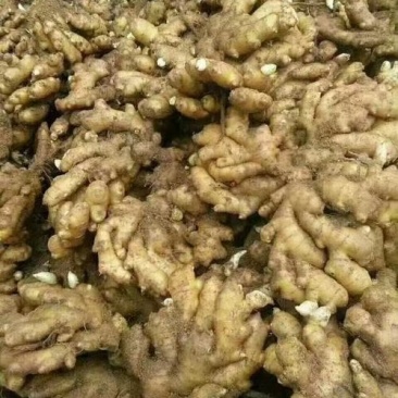 生姜山东小黄姜坏烂包赔基地直发实力代办量大价优