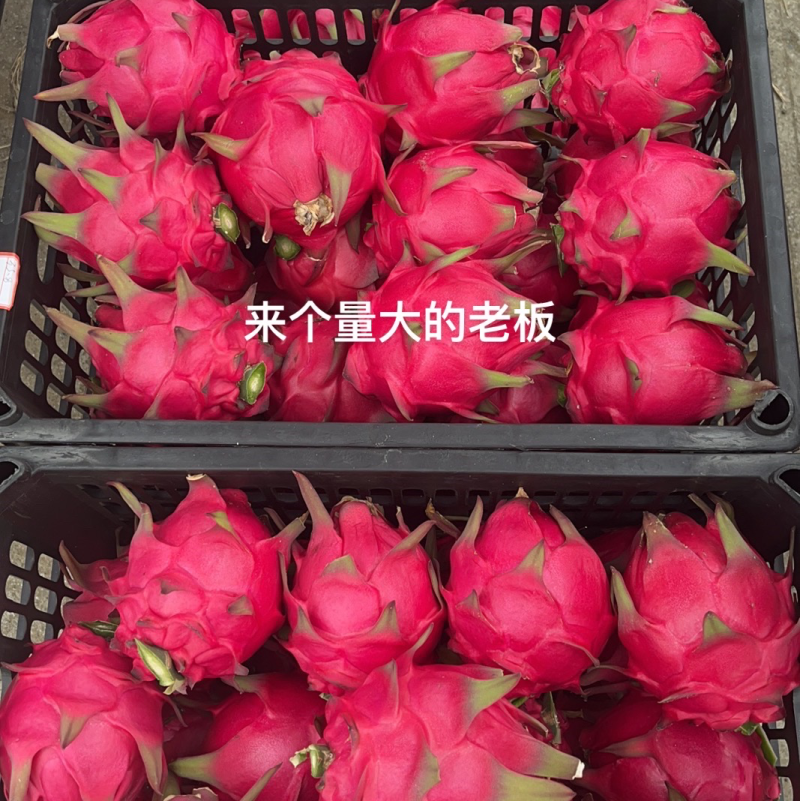 火龙果，精品大果