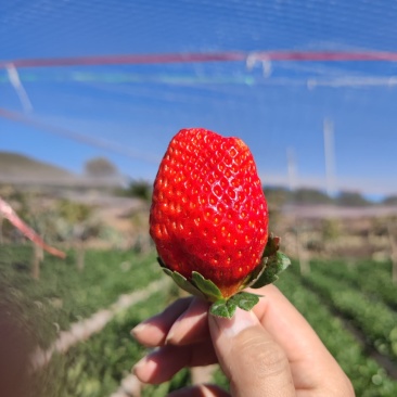 云南露天草莓牛奶草莓新鲜草莓现摘现发一件代发供应商超