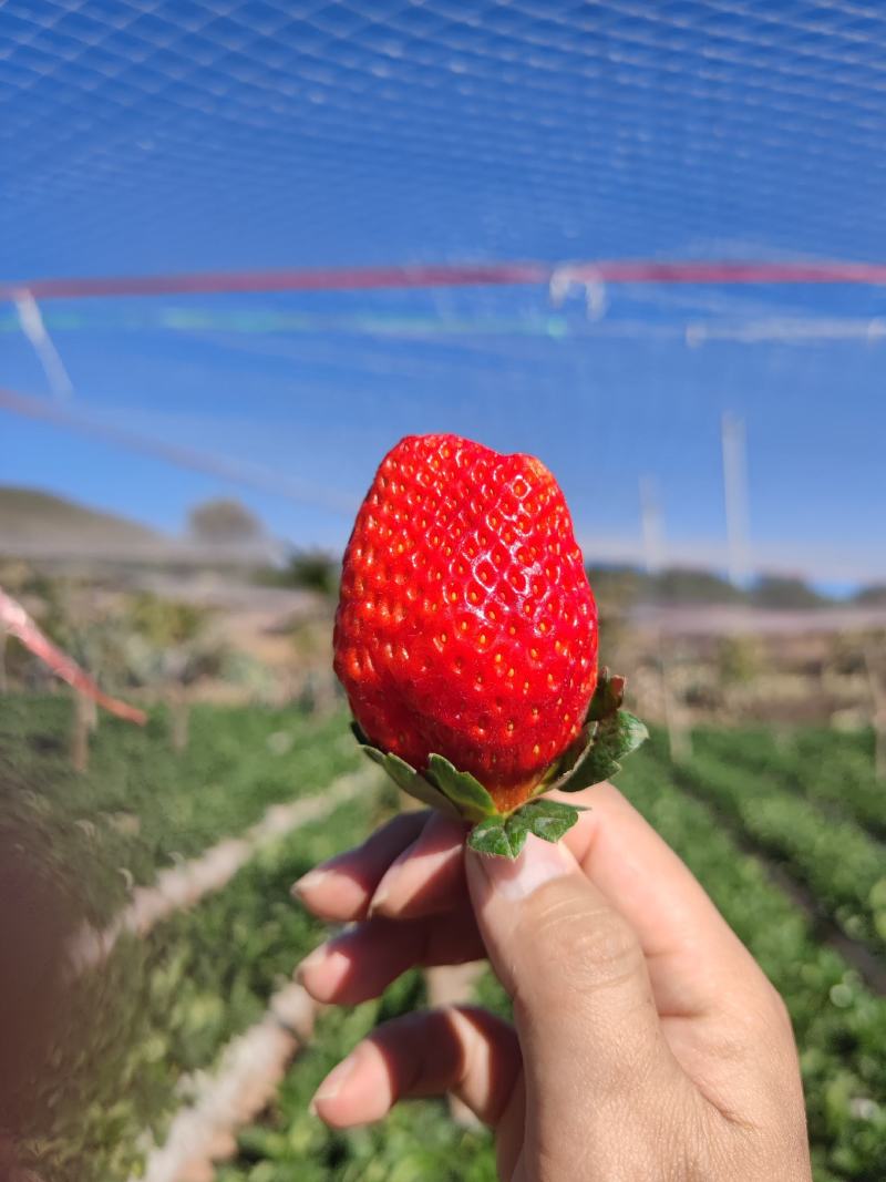 云南露天草莓牛奶草莓新鲜草莓现摘现发一件代发供应商超