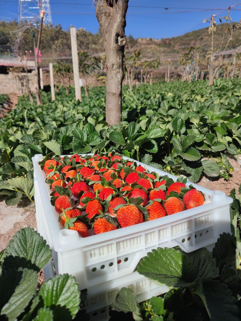 云南露天草莓牛奶草莓新鲜草莓现摘现发一件代发供应商超